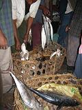 TANZANIA - Zanzibar Stone Town - Mercato del pesce - 4